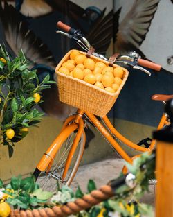 Orange vintage bicycle with a wicker basket filled with fresh oranges next to a lemon tree inside Sparrow Italia Miami.